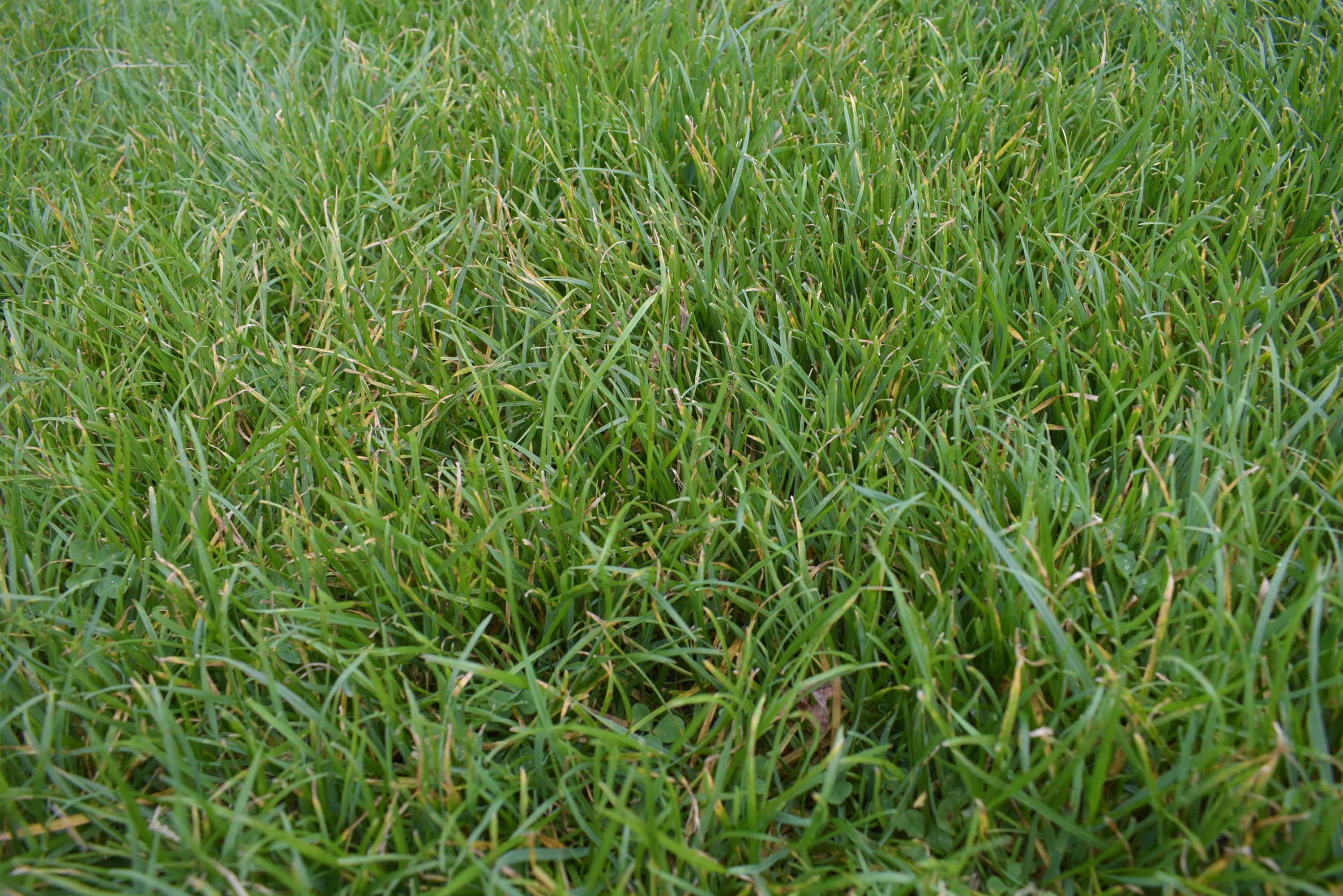 Grass2