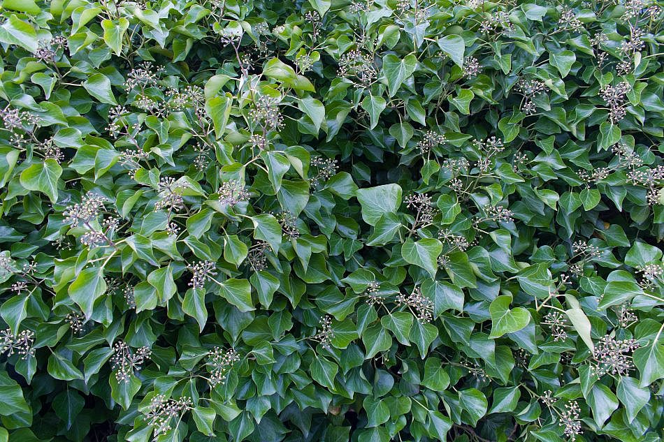 DSC_5010
