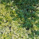 Foliage-Hedges-I-1