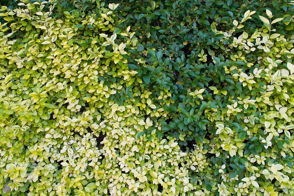 Foliage-Hedges-I-1