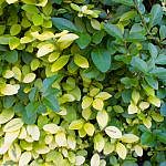 Foliage-Hedges-I-2