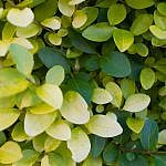 Foliage-Hedges-I-3