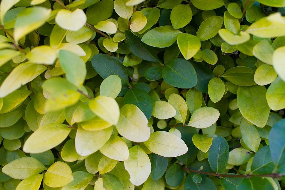 Foliage-Hedges-I-3