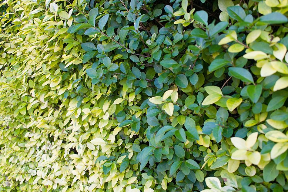 Foliage-Hedges-I-4