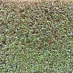 Foliage-Hendges-H-1