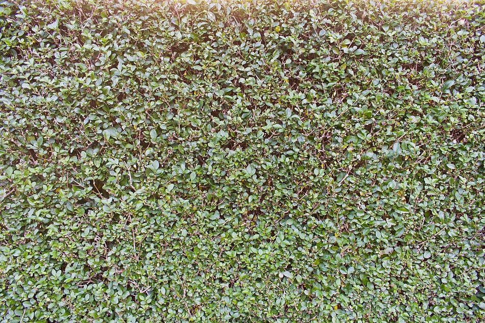 Foliage-Hendges-H-1