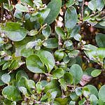 Foliage-Hendges-H-3