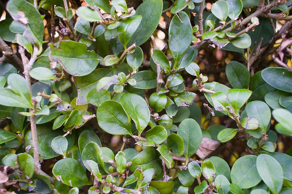 Foliage-Hendges-H-3