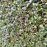 Foliage-Hendges-H-4