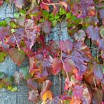 Foliage-Wallplants-E-2