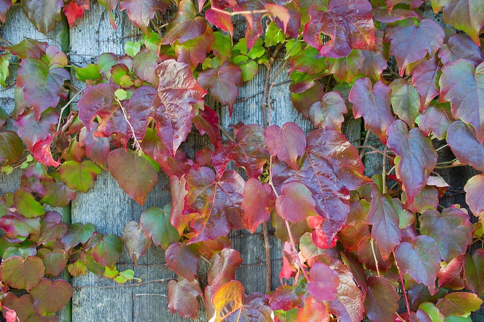 Foliage-Wallplants-E-2