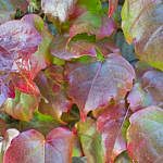 Foliage-Wallplants-E-3