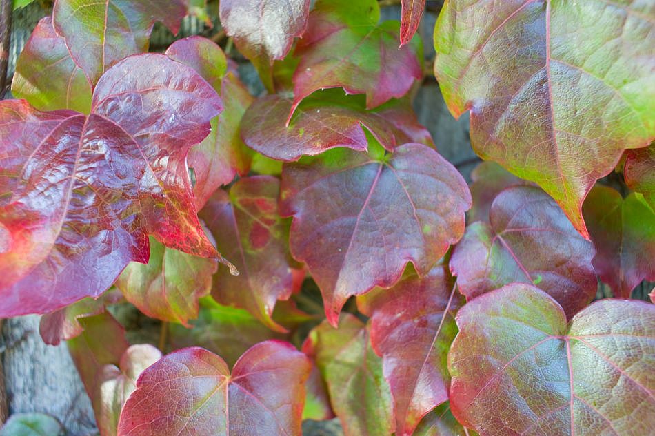 Foliage-Wallplants-E-3