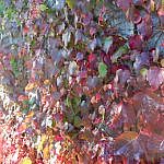 Foliage-Wallplants-E-4