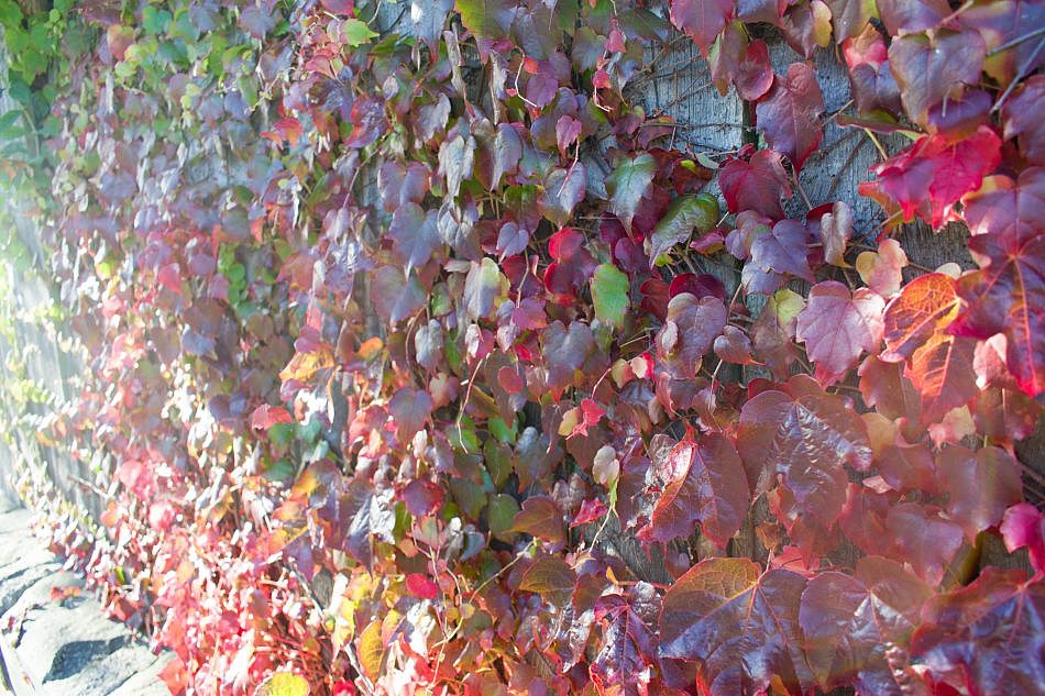 Foliage-Wallplants-E-4