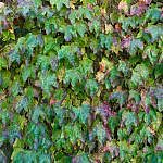Foliage-Wallplants-F-1
