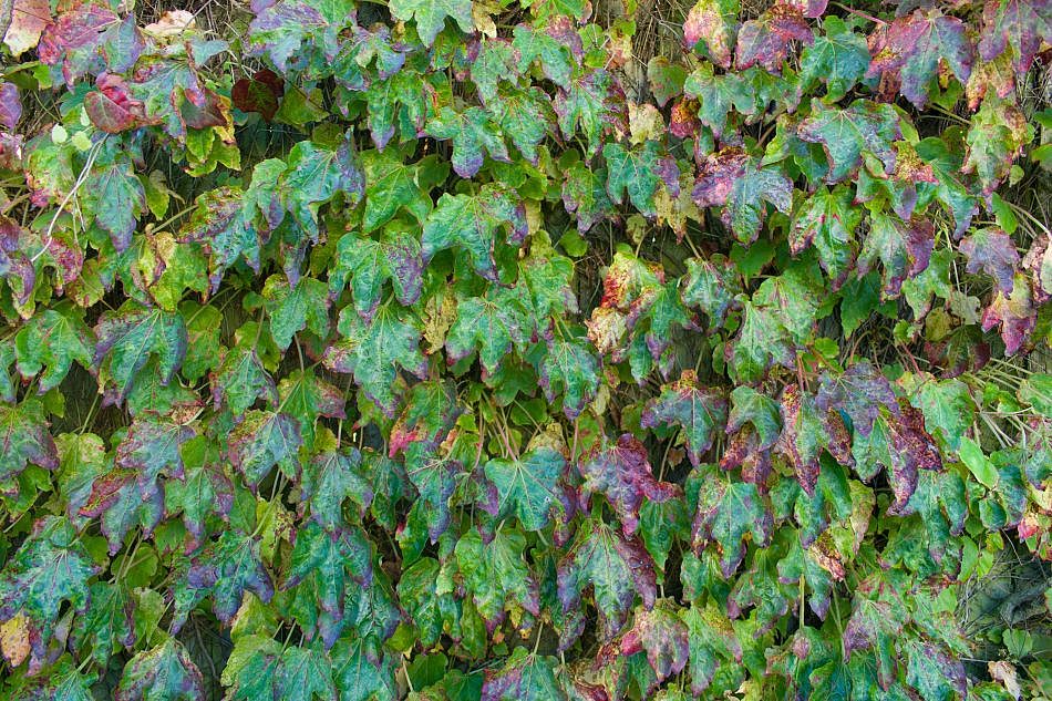 Foliage-Wallplants-F-1