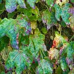 Foliage-Wallplants-F-2