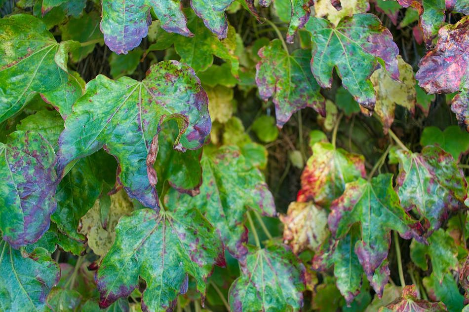 Foliage-Wallplants-F-2