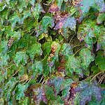 Foliage-Wallplants-F-3