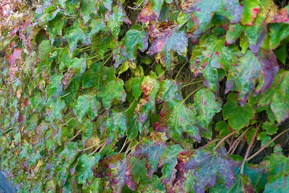 Foliage-Wallplants-F-3