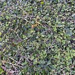 GroundPlants-C-1