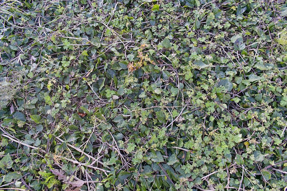 GroundPlants-C-1