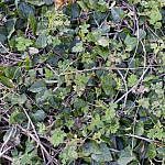 GroundPlants-C-2