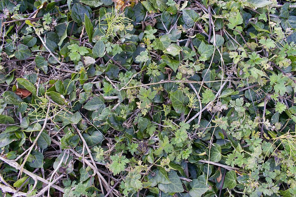 GroundPlants-C-2