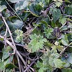 GroundPlants-C-3