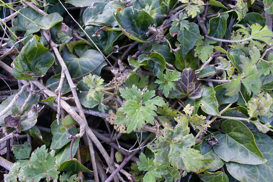 GroundPlants-C-3