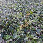 GroundPlants-C-4