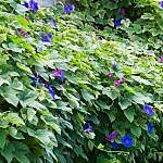 TEX_2197
