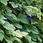 TEX_2199