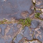 TEX_2270