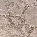 TEX_2721