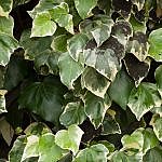TEX_3647