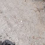 TEX_4217