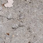 TEX_4219