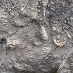 TEX_4225