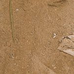 TEX_4496