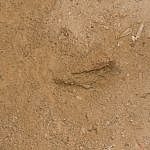 TEX_4497